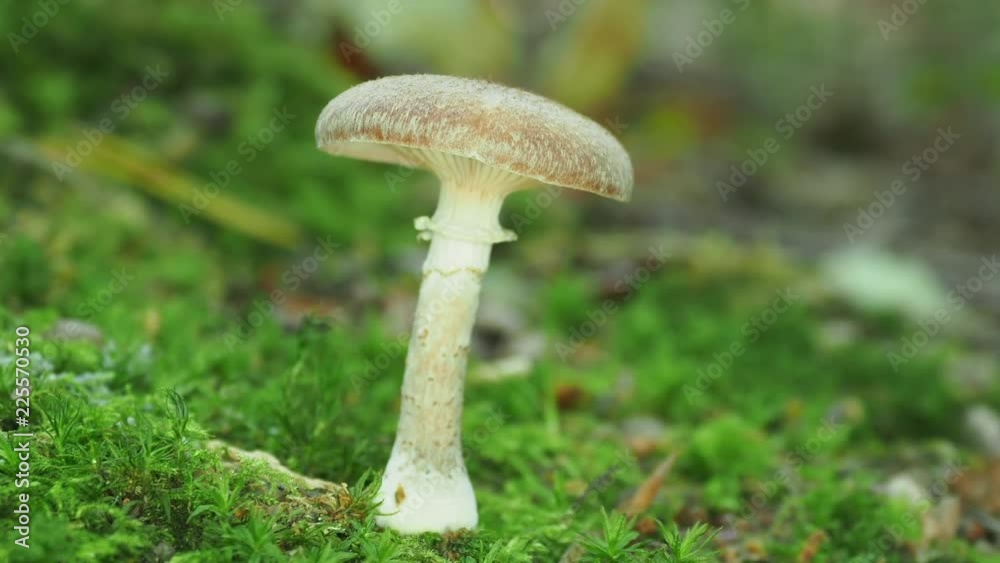 Brown Fungi in Woodland