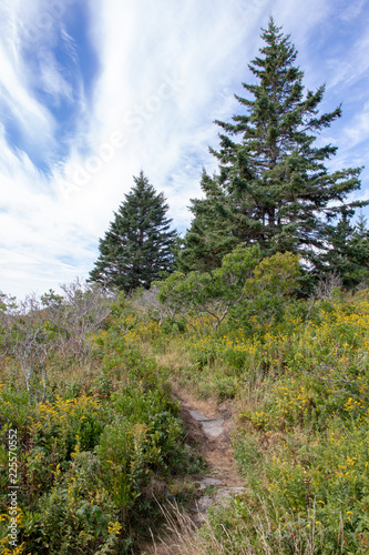 vertical picture of hiking trail in Maine with yellow flowers
