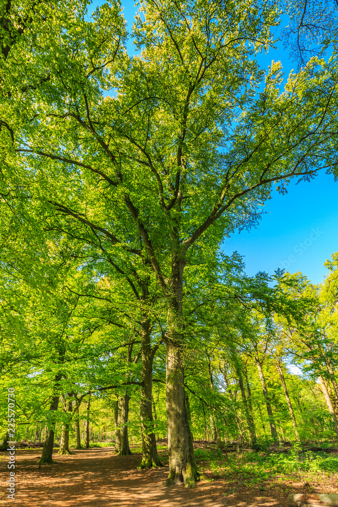 Beech trees, Fagus sylvatica, along forest path with soft yellow green leaves in spring against full sunlight of the nice warm color of Sunrise Beech trees, Fagus sylvatica, along forest path with soft yellow green leaves in spring against full sunlight of the nice warm color of Sunrise