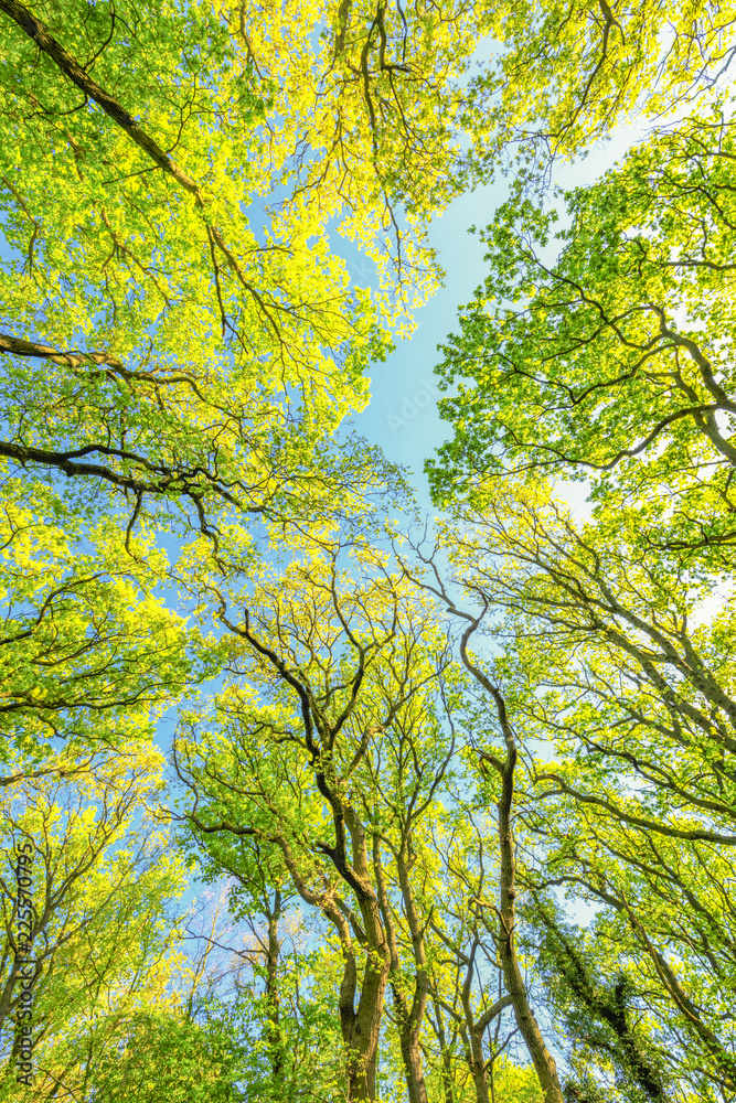 Tree crowns of Beech trees, Fagus sylvatica, and oak trees, Quercus robur, with soft yellow green leaves in spring against full sunlight of the nice warm color of Sunrise
