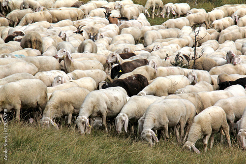 gregge al pascolo in montagna