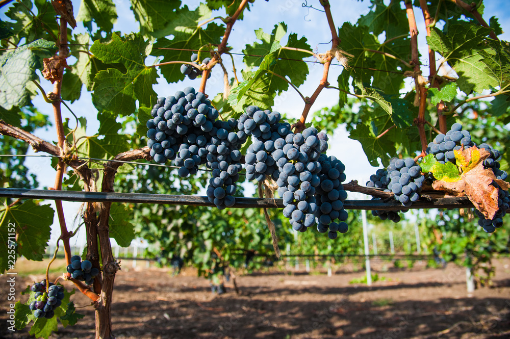Fototapeta premium Vineyards at sunset in autumn harvest