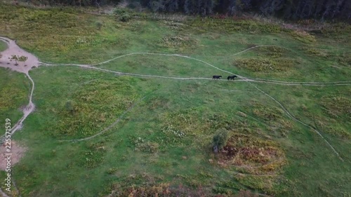 A Drone shot of two horses enjoyong their walk on a green pastureland open meadow photo