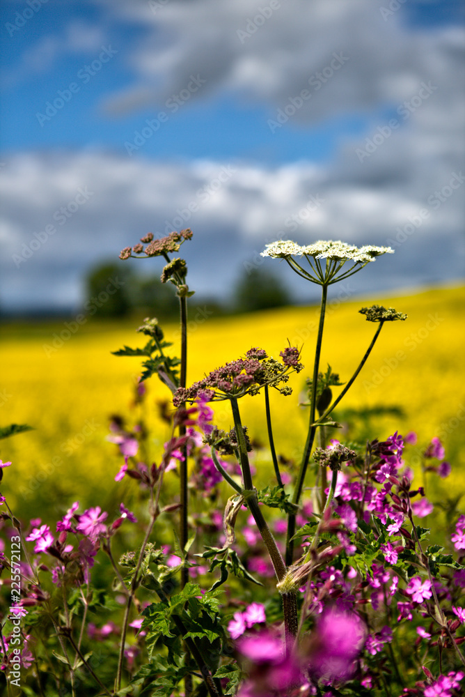 rapeseed and flowers against blue sky