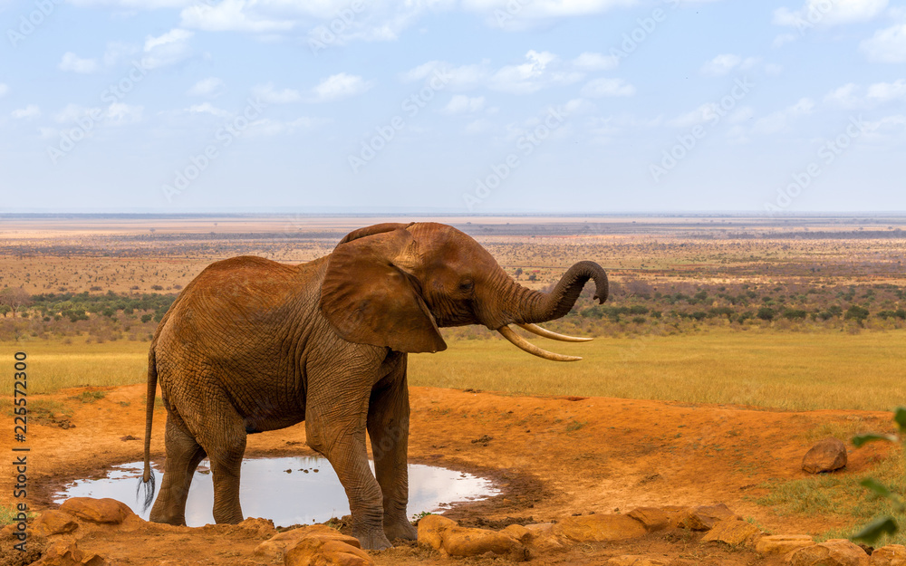 Naklejka premium red elephant drinking water