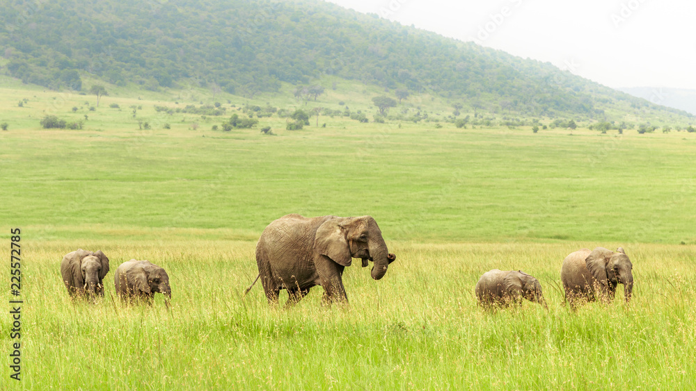 elephant family running through the green grass