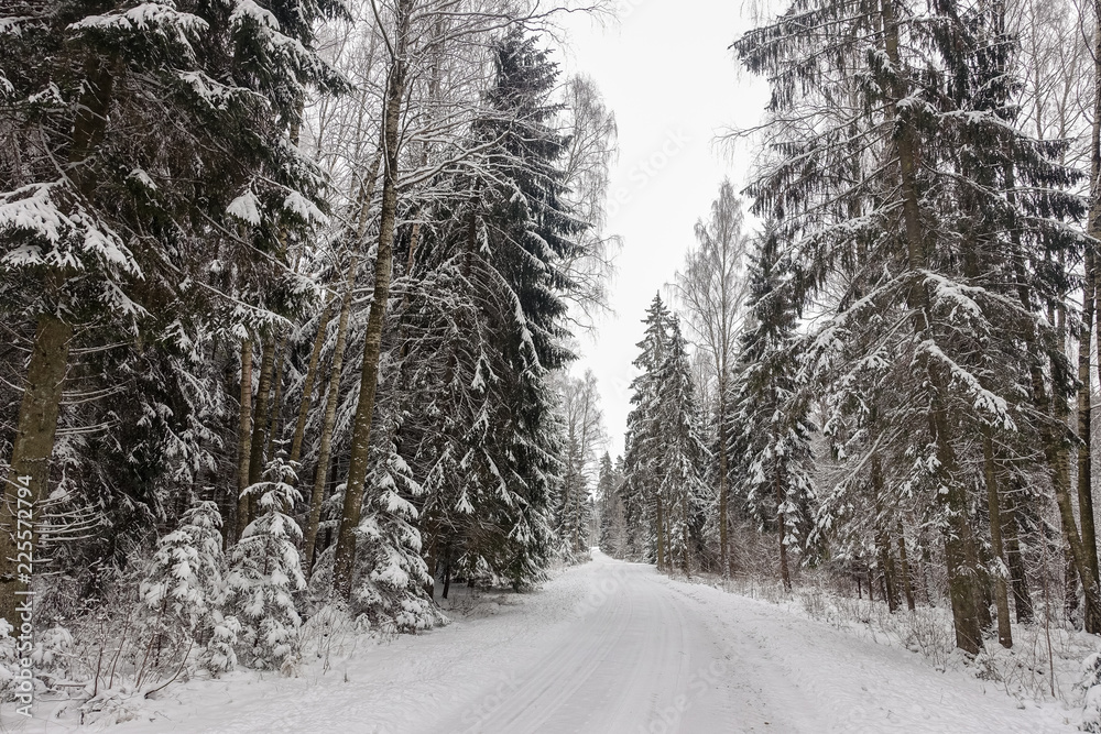 Fototapeta premium the gloomy, cloudy winter day before snowing; the forest path and forest on both sides of the road are covered with snow; beautiful winter day view with empty road and snow-covered forest
