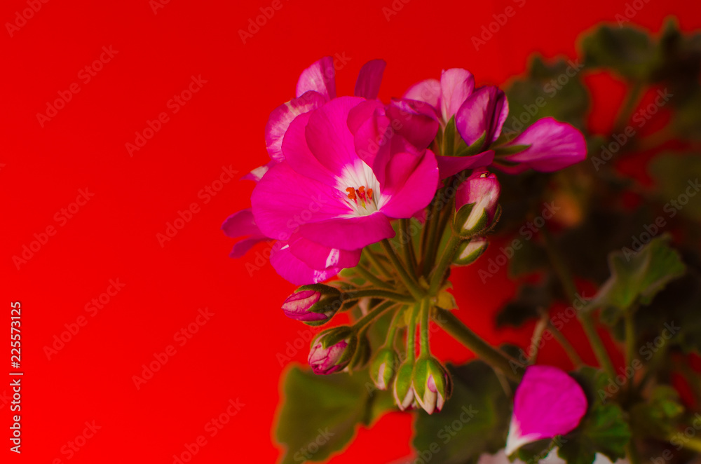 flower geranium flower geranium