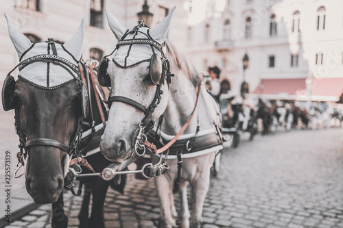 Konstfotografi Hackney coach, cab drawn by two horses in Vienna