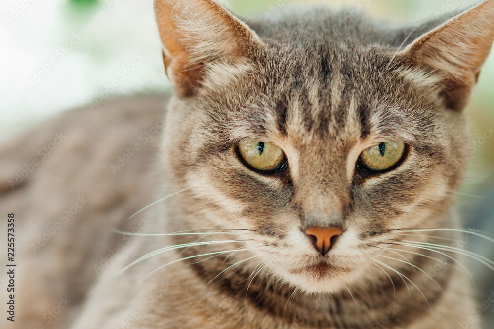 angry cat, cat face Stock Photo