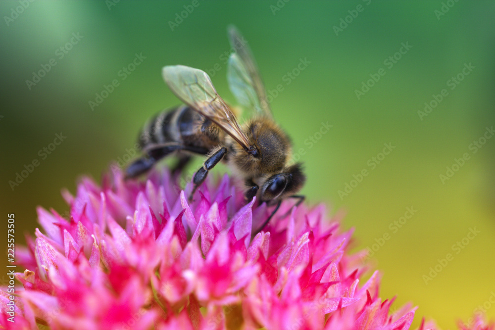 Macro of honey bee feeding on pink flower Macro of honey bee feeding on pink flower