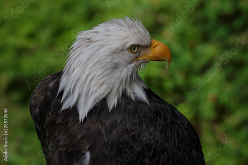 Seeadler © Marcel