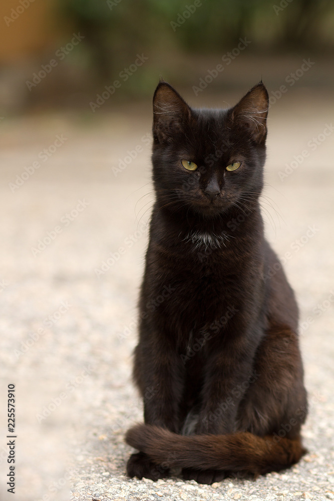black cat, homeless street cat