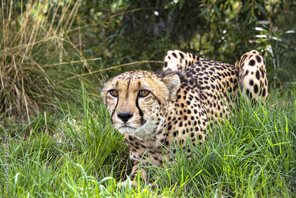 Cheetah in captivity, lying in the grass7 Cheetah in captivity, lying in the grass7