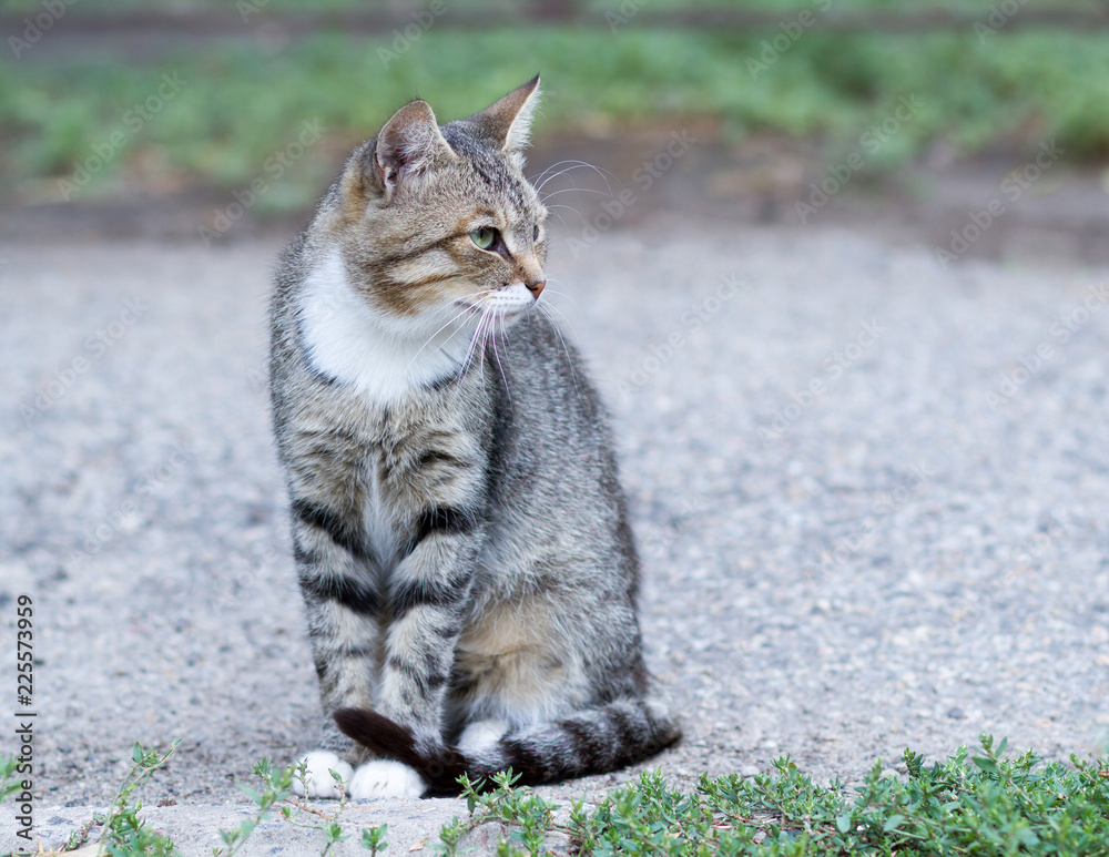 Naklejka premium gray cat sitting on the street