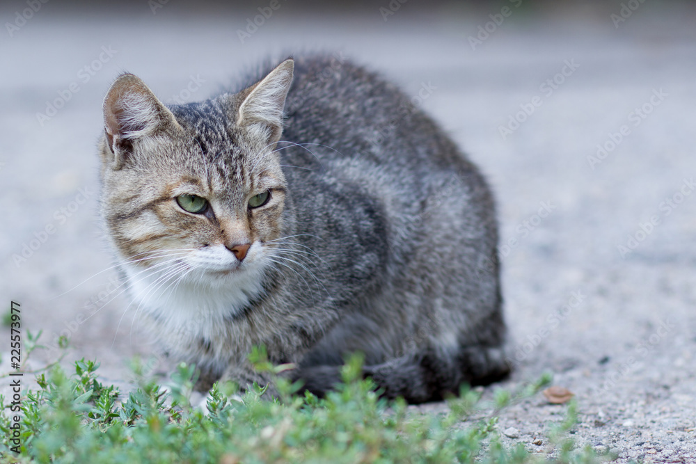 Fototapeta premium grey striped cat, street homeless cat
