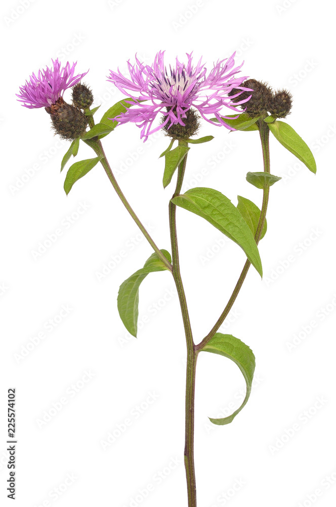 Cornflowers (Centaurea jacea) Cornflowers (Centaurea jacea)