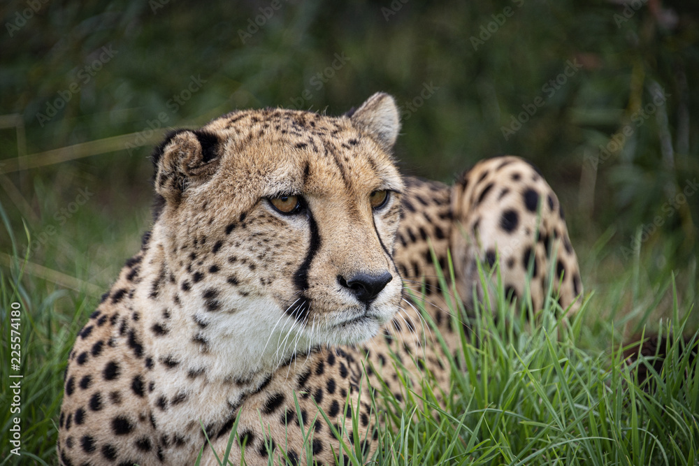 Cheetah in captivity, lying in the grass7 Cheetah in captivity, lying in the grass7