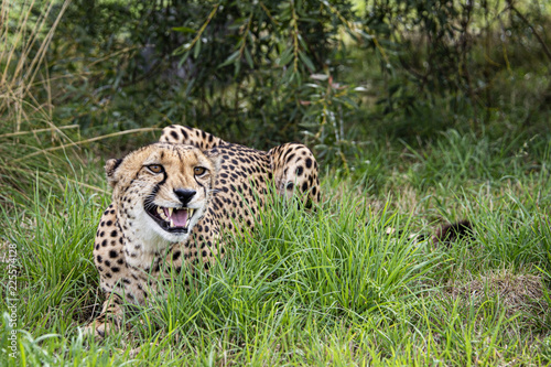 cheetah  could be laughing  smiling or snarling