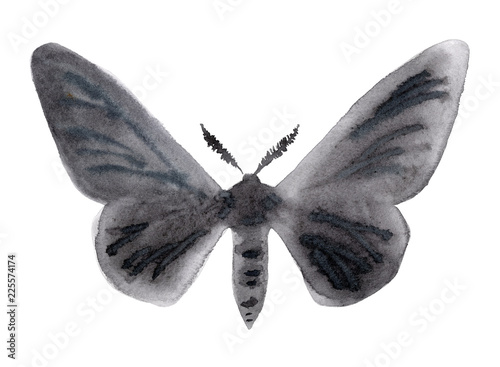 Peppered moth melanic form illustration on white. photo