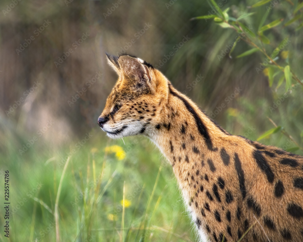 Female Serval in captivity plays at hunting with her keeper Female Serval in captivity plays at hunting with her keeper