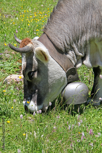 mucca bigia alpina al pascolo photo