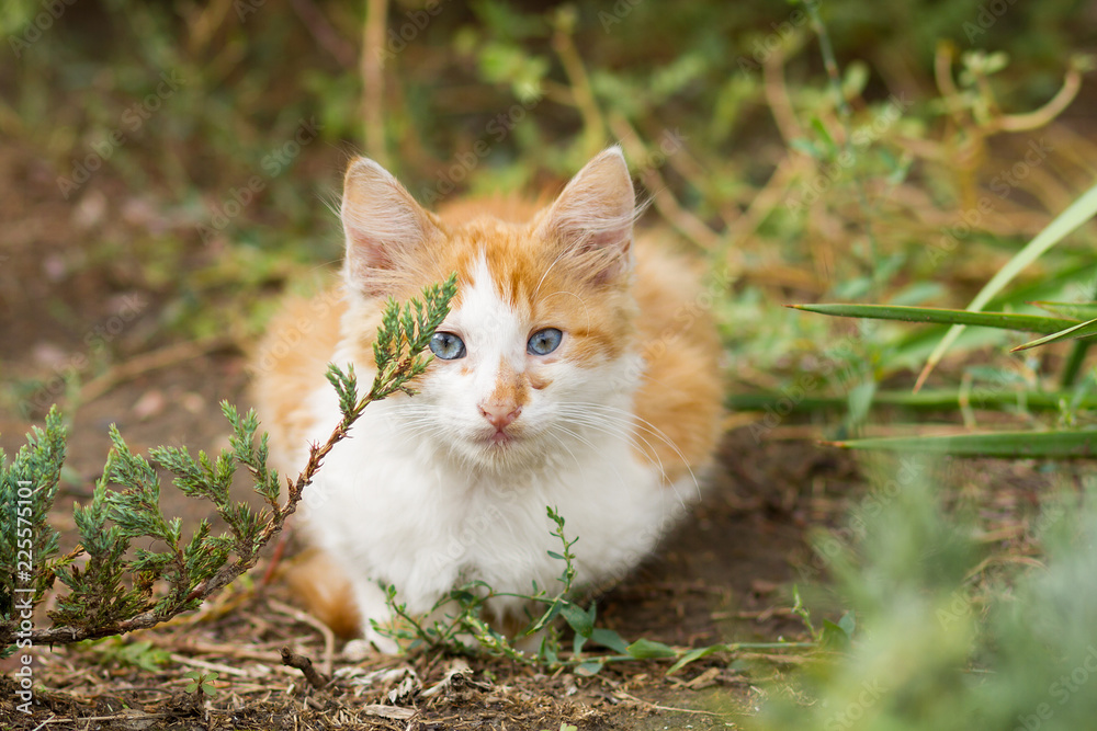 red kitten on the street, street cat, homeless animal red kitten on the street, street cat, homeless animal