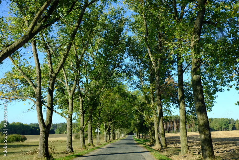 Country road with green trees along on sunlight with shadow.
