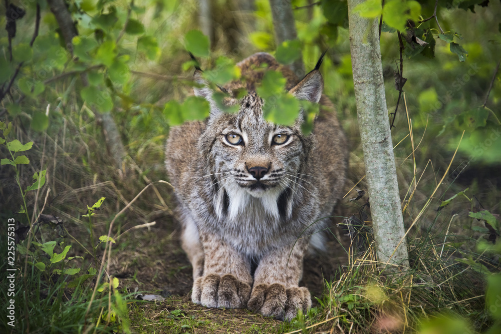 Obraz premium Candian lynx in captivity