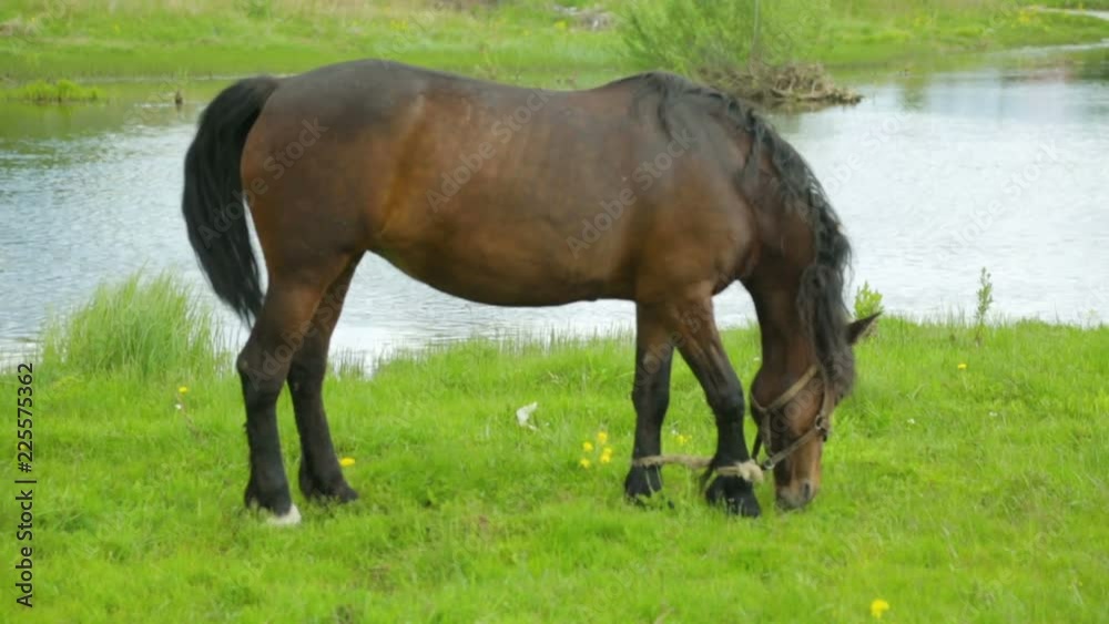 Horse grazing on meadow near river Horse grazing on meadow near river