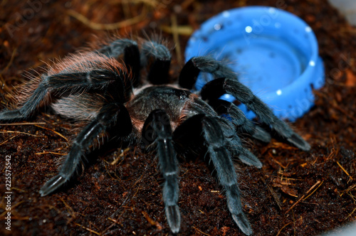 big hairy tarantula