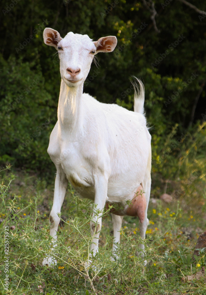White domestic goat on a background of nature, pets