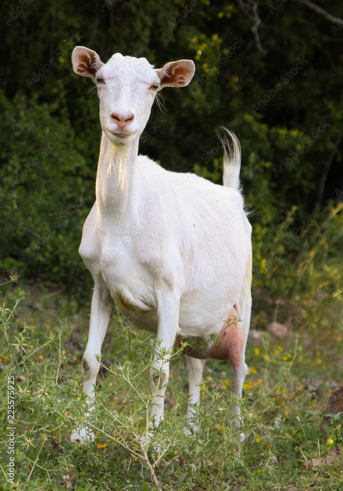 White domestic goat on a background of nature, pets White domestic goat on a background of nature, pets