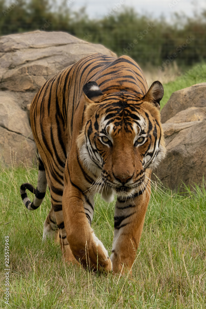 Obraz premium Male Malaysian tiger in captivity