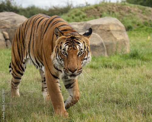 Male Malaysian tiger in captivity