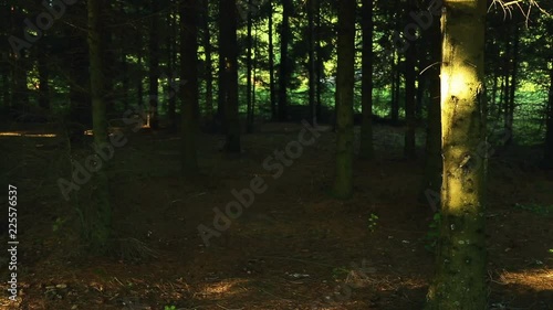 Wallpaper Mural man and woman tourists with backpacks go through the forest on a sunny day. Torontodigital.ca