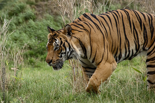 Male Malaysian tiger in captivity