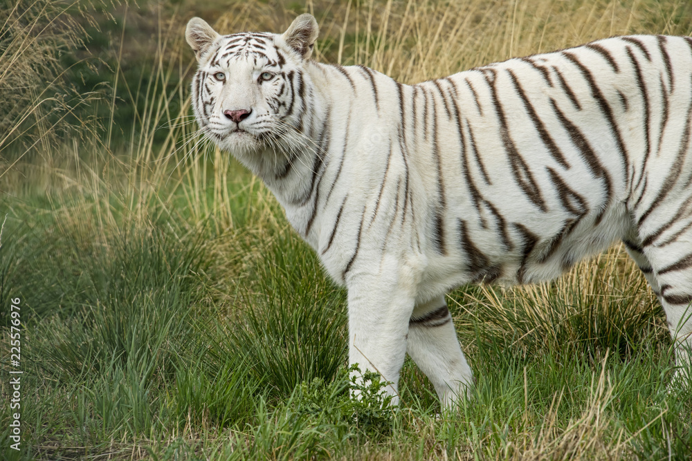 Female White (Albino) tiger in captivity