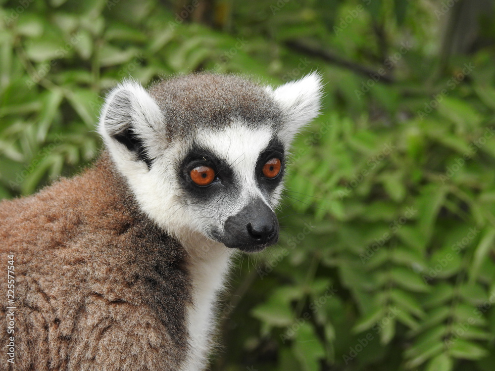 Fototapeta premium lémurien