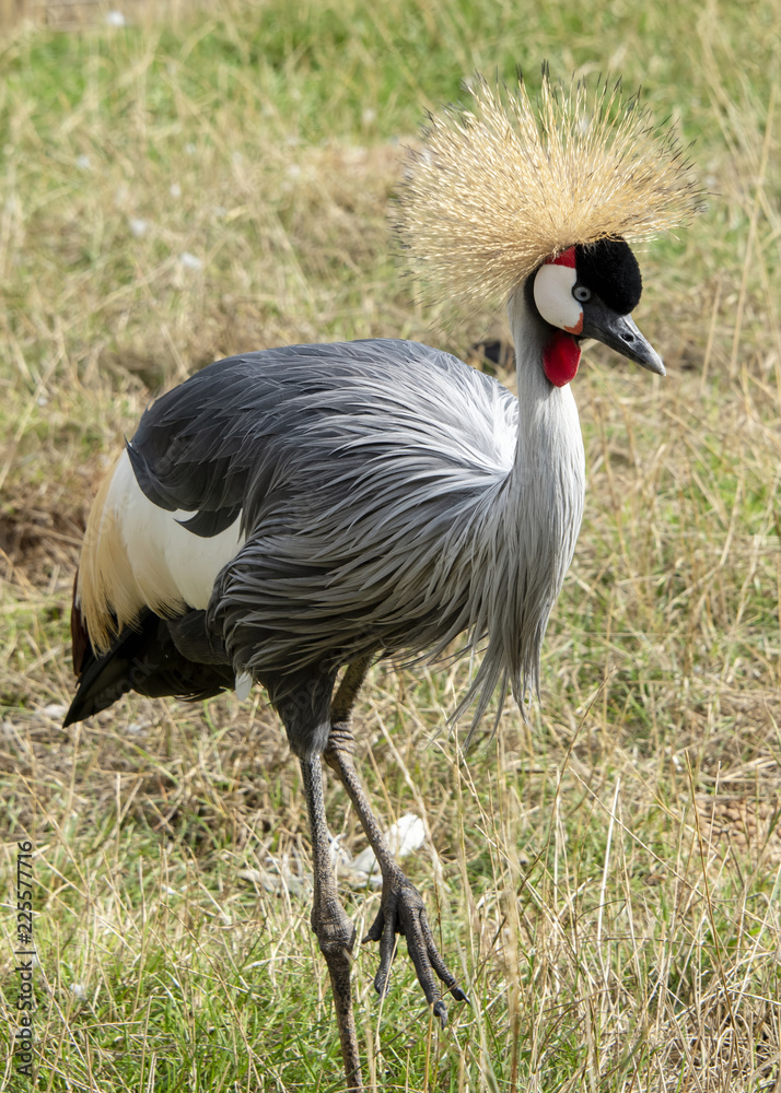 Fototapeta premium Grey crowned crane also known as the Ugandan crested Crane