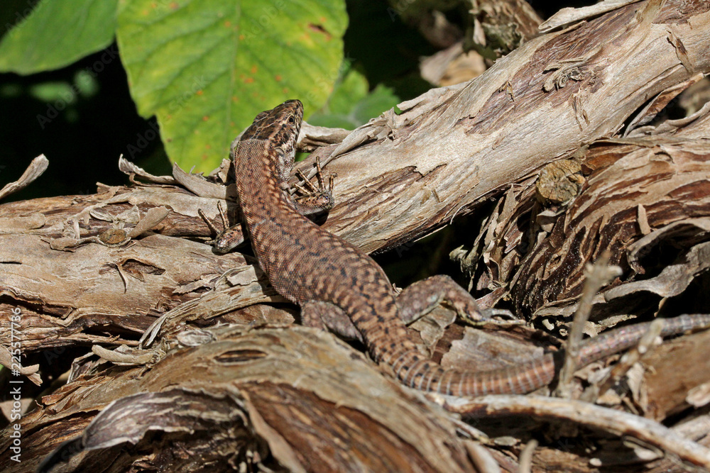 Fototapeta premium lucertola (Podarcis muralis) in un cespuglio di lavanda