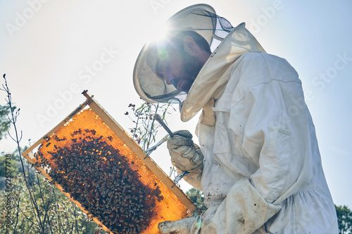 Beekeeper holding a honeycomb full of bees. Beekeeping.