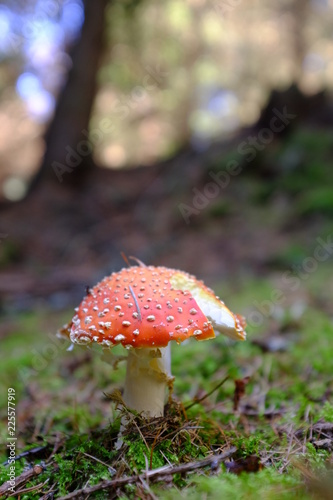 Red Mushroom With White Spots in the forest