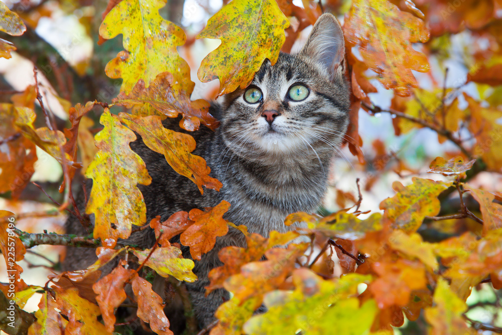 Obraz premium Beautiful kitty sitting on the autumn tree