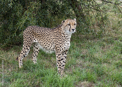 Cheetah in captivity  standing