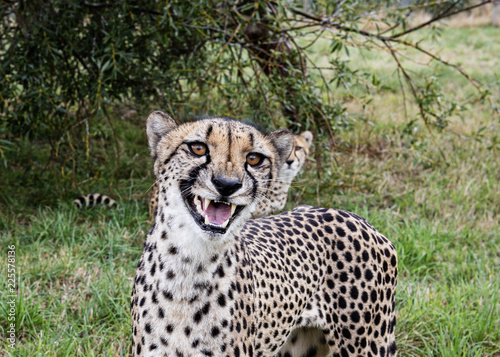 Photography cheetah, could be laughing, smiling or snarling