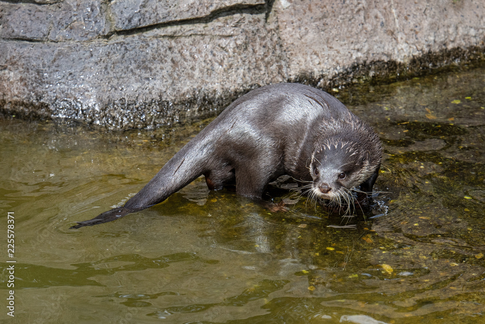 Fototapeta premium long clawed otter in captivity