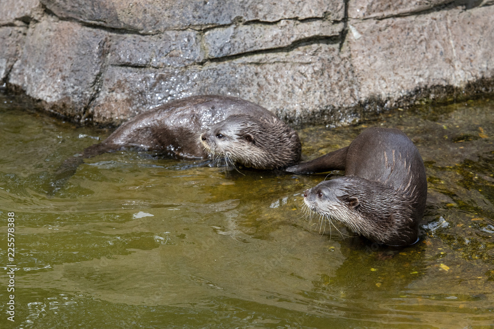 Naklejka premium long clawed otter pair in captivity