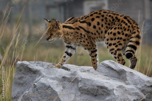 Canvas Print Female Serval in captivity plays at hunting with her keeper