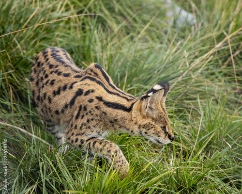 Female Serval in captivity plays at hunting with her keeper © CharnwoodPhoto